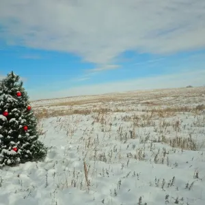 Christmas on the prairie