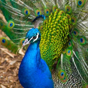 Majestic Peacock