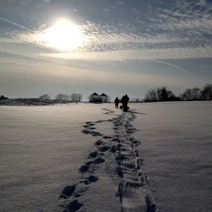 Walking back to farm 
