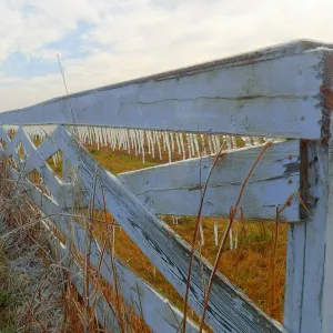 The Icy Fence Row