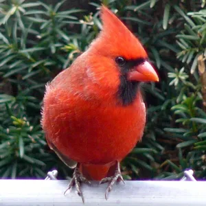 Male Cardinal in Winter