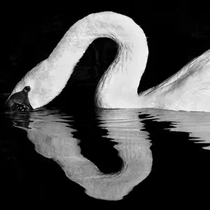 Swan in the dark abyss