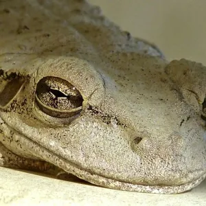 Let Sleeping Frogs Lie