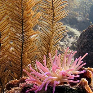 Sea Plume & Pink Anemone