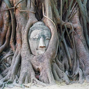 ayutthaya buddha