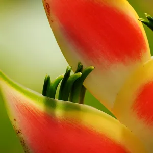 Lobster Claw Flower