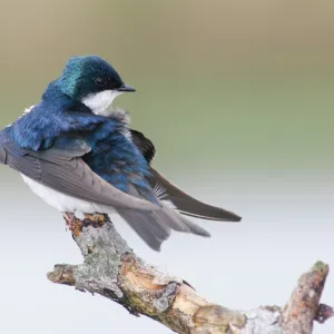 Tree Swallow
