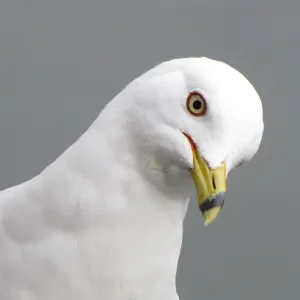 Ring Billed Gull