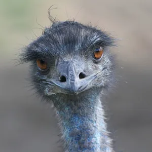 What Are You Lookin' At?