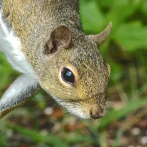 OK, who said "Squirrelly"