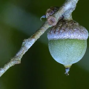 The Last To Go........