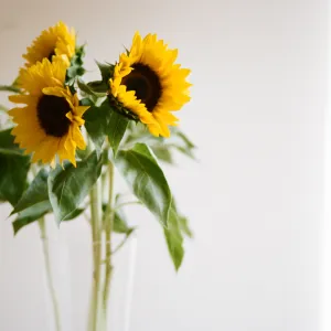 Sunflowers, Summer 2013