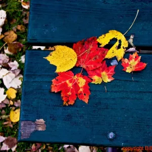 Fall leaves on picnic ben