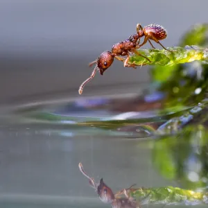 Red Ant on Moss