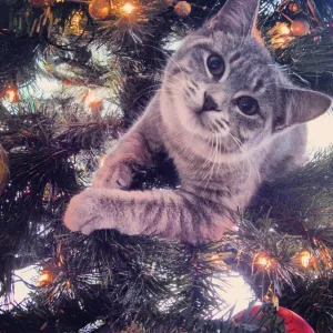 Loving My First Christmas