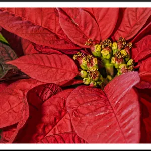 poinsettias