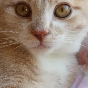 Harrison Ford 1st Xmas