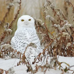 Snowy Owl in snow