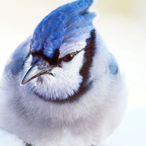 blue jay close up