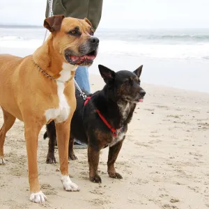 Their First Beach Walk