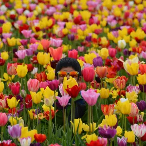 Hiding in the tulip sea