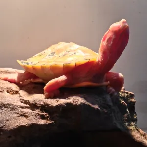 Pink Turtle