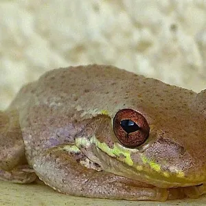 Are You The Pizza Guy?