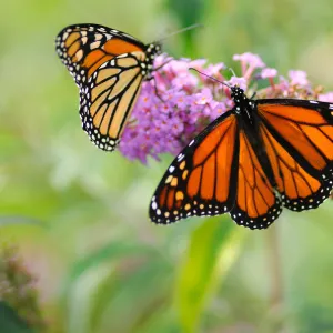 Monarch Butterflies