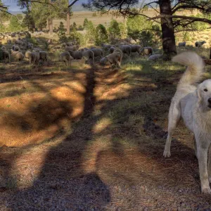 Sheepdog and his Flock