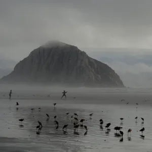 Dancing With The Birds