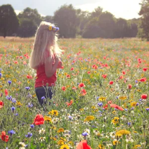 Amongst the Wildflowers