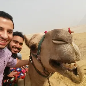 Smiling Camel