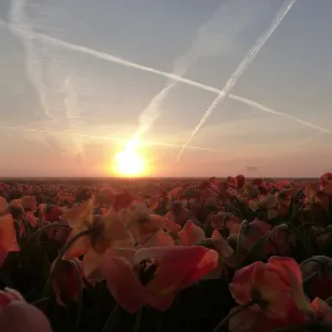 sunset over a frozen field of flowerbulbs