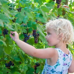 The grapes are delicious