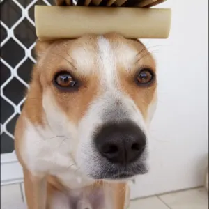 My jenga dog