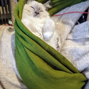 Anyone else swaddles their kitten to sleep? No? Just me? Ok ?