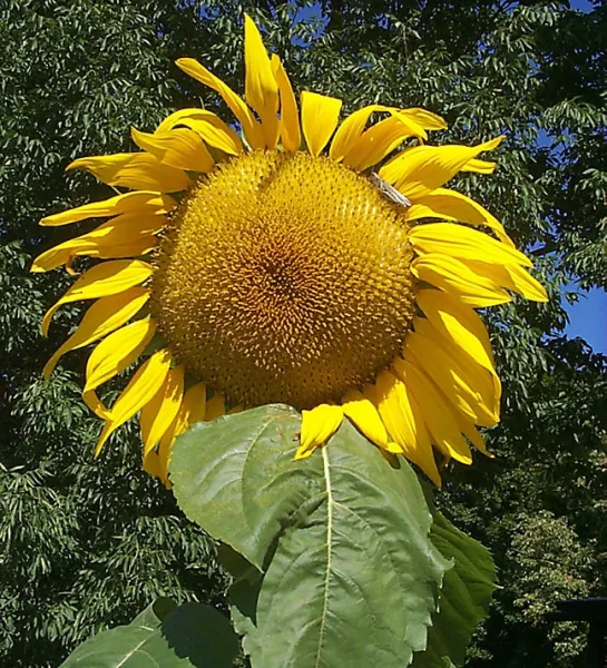Single Sunflower