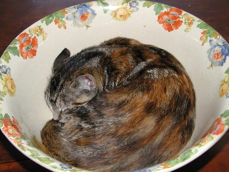 Kitty in a Bowl