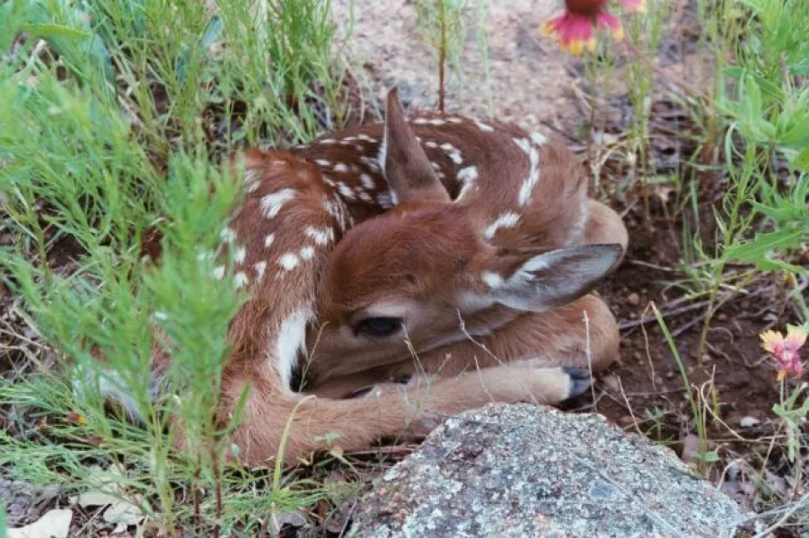 Hidden Fawn