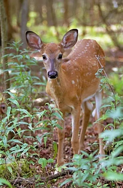 Young Deer