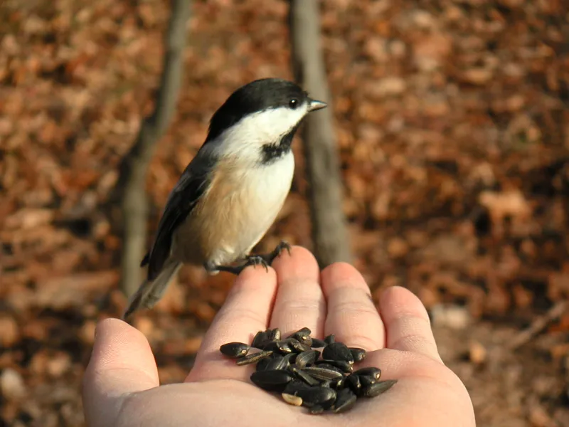 Feeding Chickadee