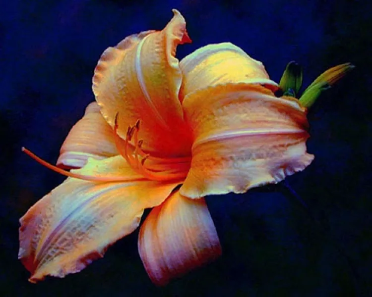 Day Lily from My Garden