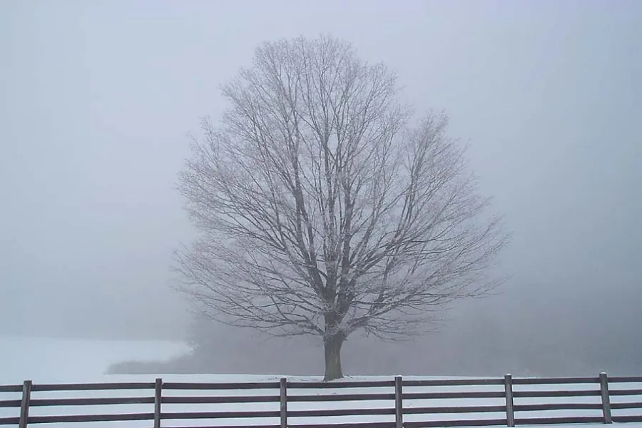 Fog Tree
