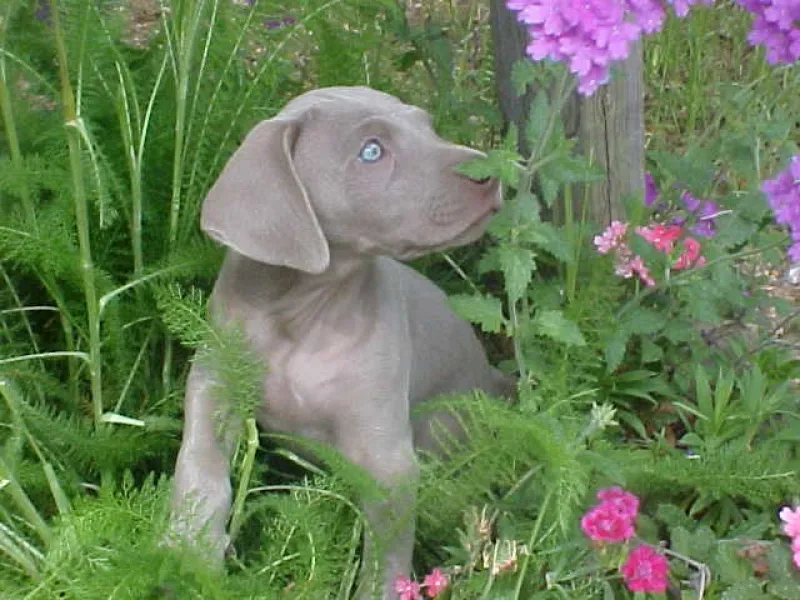 Smelling the Flowers