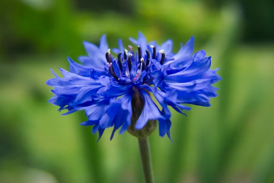 Blue Cornflower