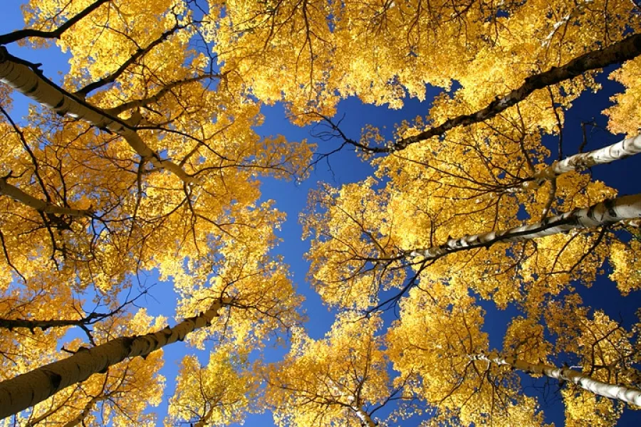 Golden Aspens