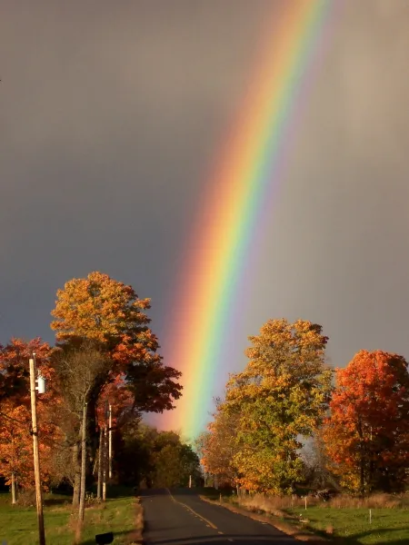 Rainbow Foliage