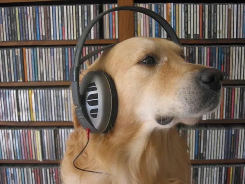 Audio Dog
