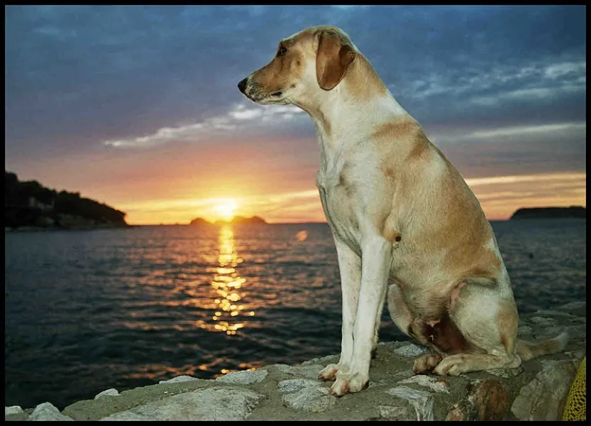 Doggy Sunset