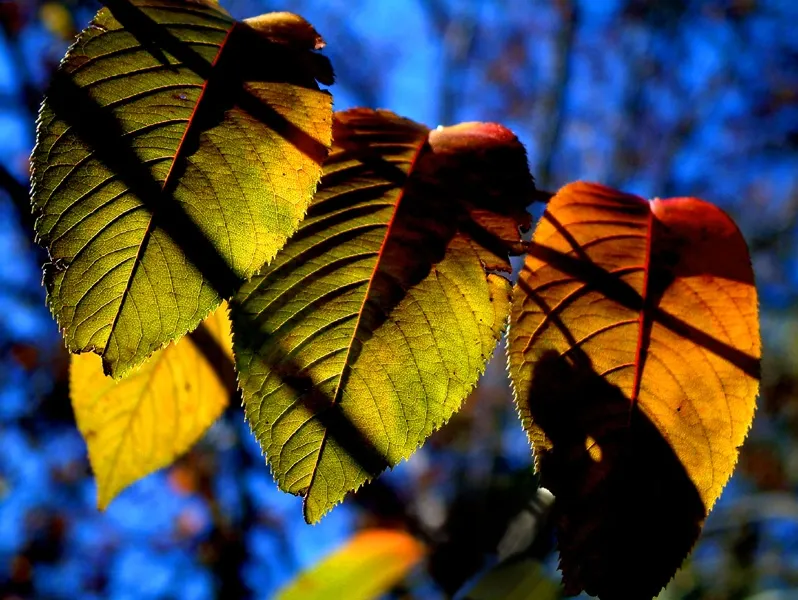 Shadowed Leaves